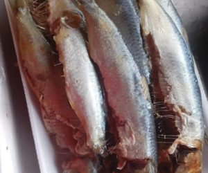 Peixaria da Luh 20 (1)